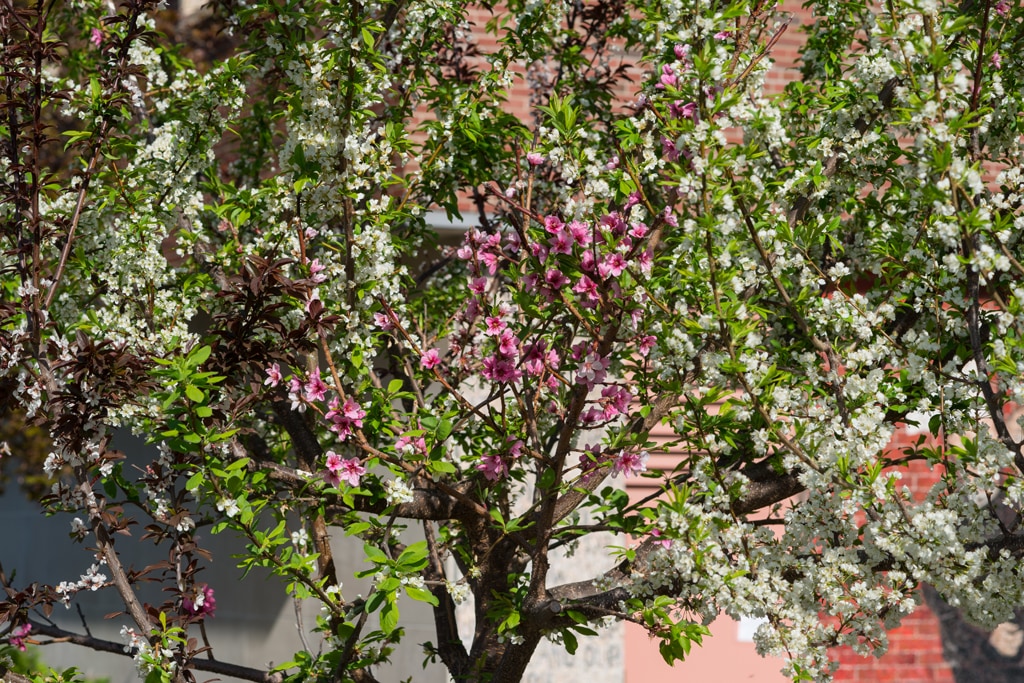 Branches of a fruit tree covered in bright pink blossoms and green leaves.