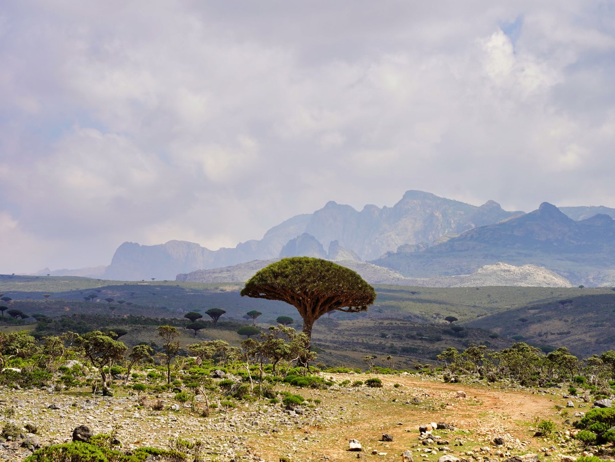 A solitary dragon blood tree with a broad umbrella-shaped crown stands on a rocky plateau in front of distant mountains.