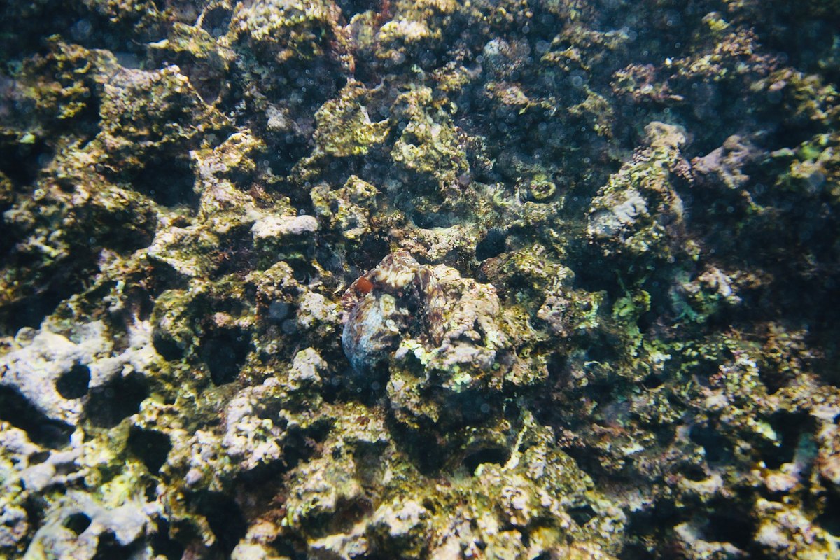 An octopus camouflaged against coral, its body pattern blending into the surrounding reef.