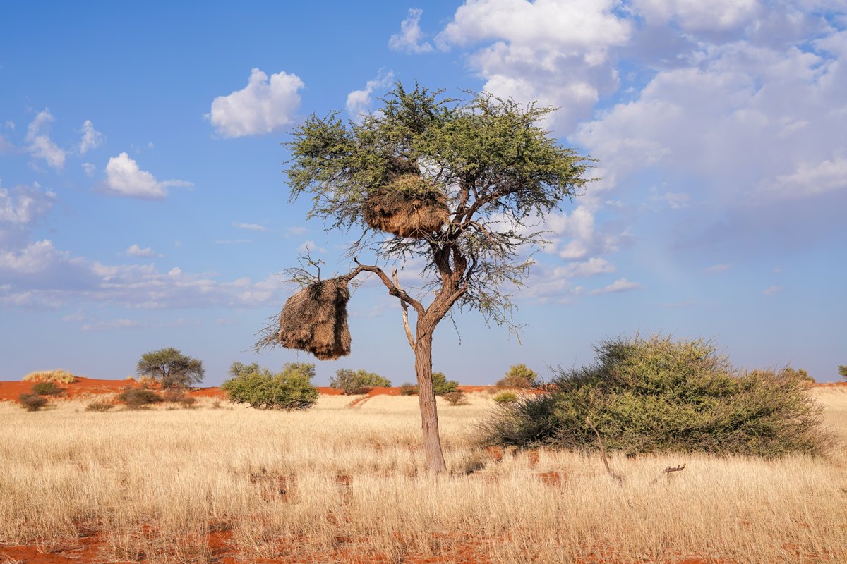 An acacia tree in a dry Namibian landscape with two huge straw nests hanging from its branches.