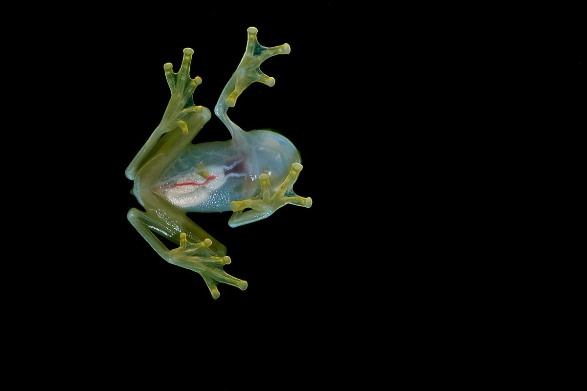 A translucent green glassfrog seen from below, showing pale organs against a dark background.