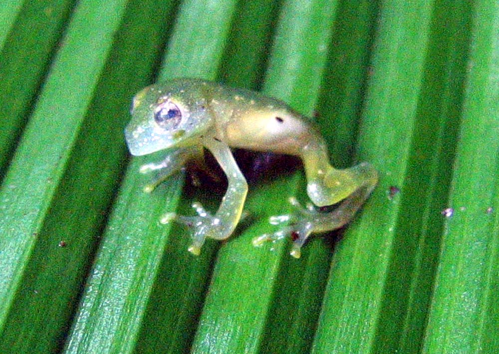 A small translucent glass frog with pale limbs and a visible internal body outline rests on a green leaf.