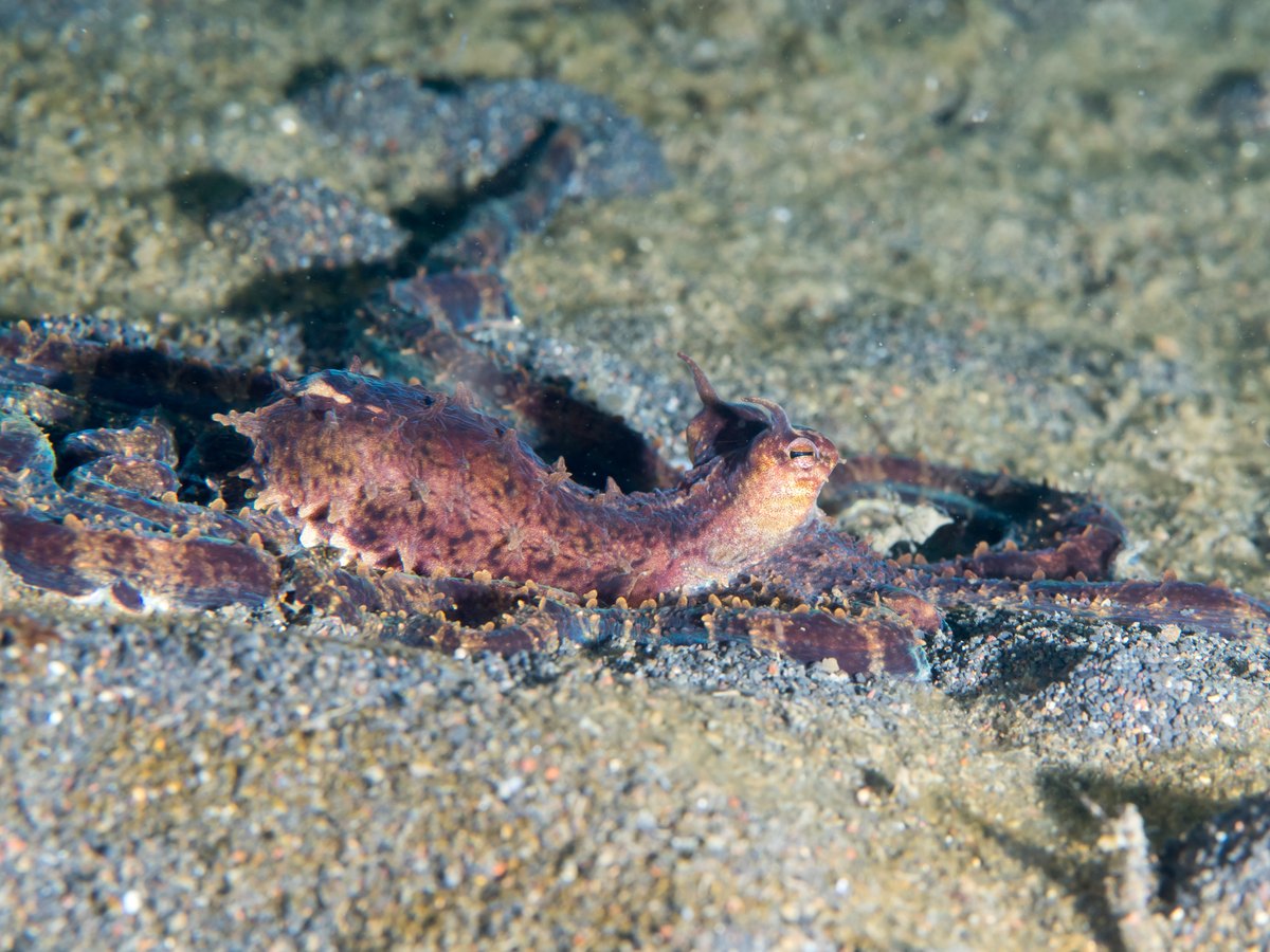 A brown mimic octopus partly curled against a sandy seabed, with eyes visible.
