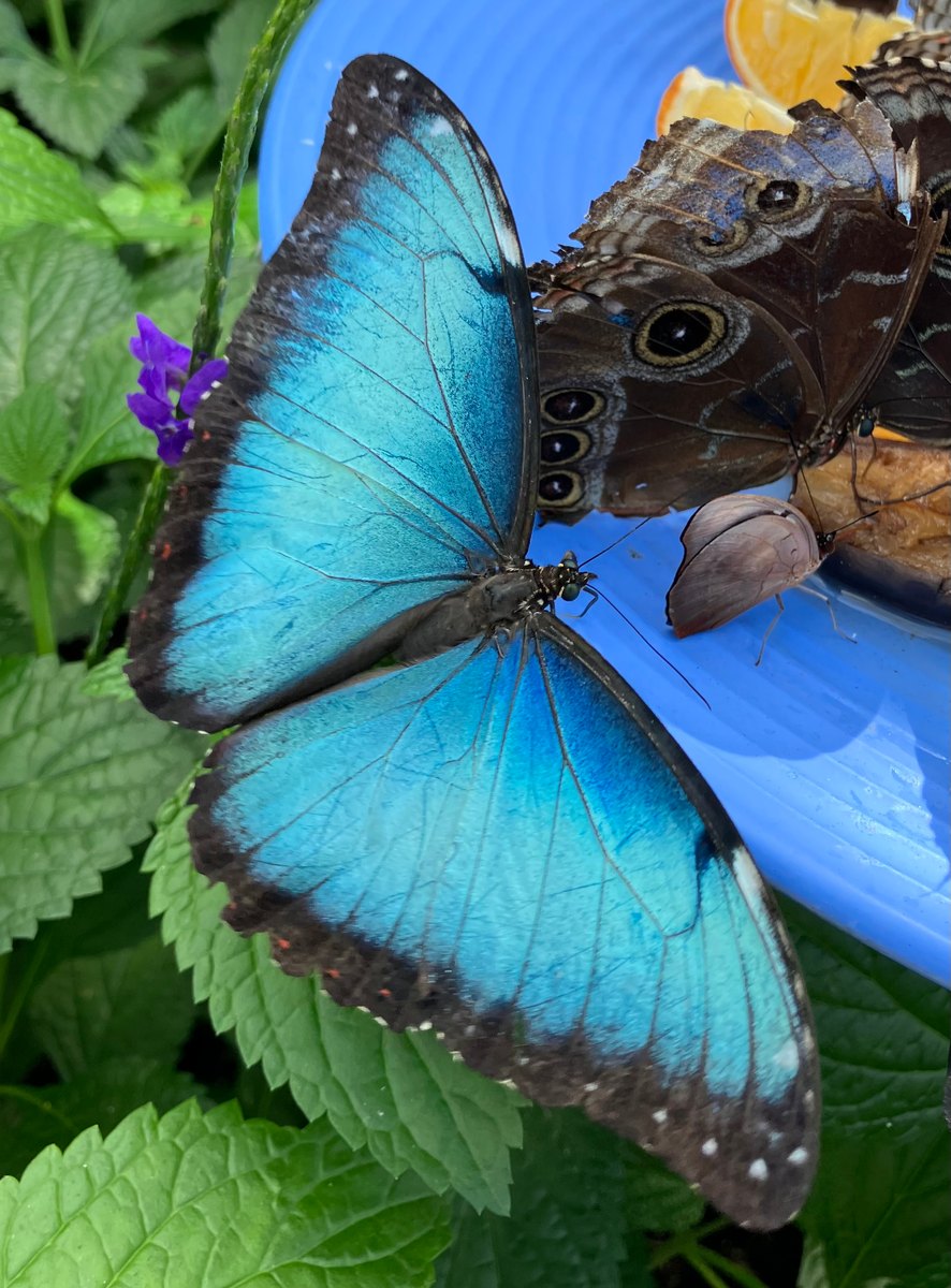 A large blue morpho butterfly with vivid blue wings and dark borders rests beside a brown butterfly with prominent eyespots.
