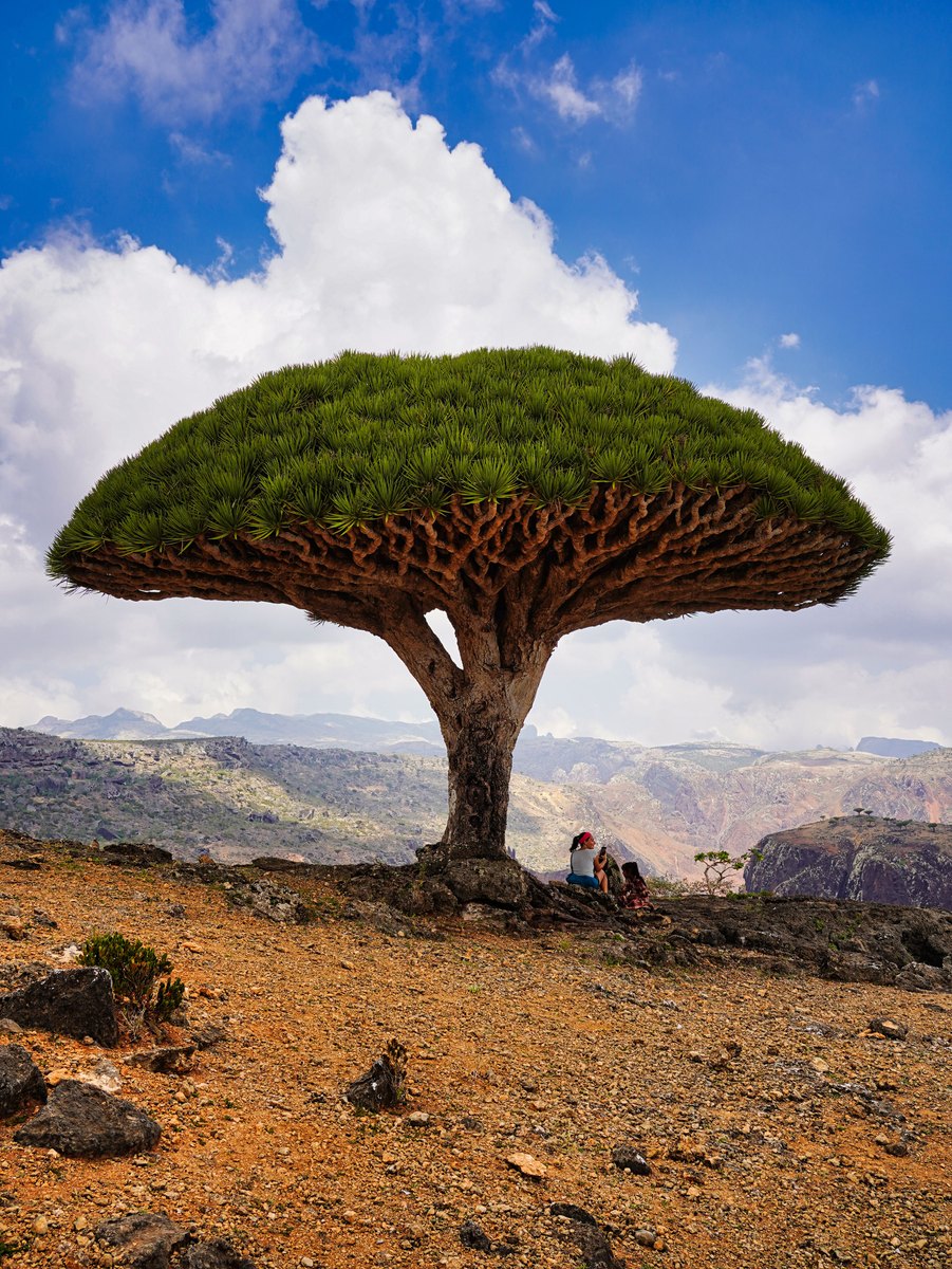 A dragon blood tree with a dense umbrella-shaped crown rising from a rocky plateau under blue sky.