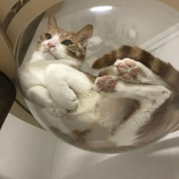 Cats sleeping in glass bowls. Apparently this is comfortable.