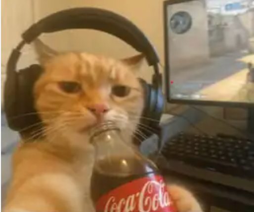 Cat and a coke