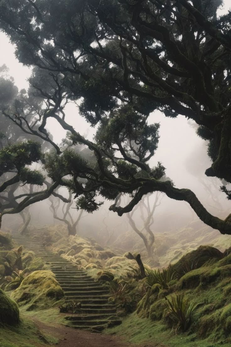 Fanal Forest, Madeira. This forest in the fog.