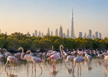 Greater flamingos standing in the Ras Al Khor Wildlife Sanctuary wetlands with mangroves and the Dubai skyline in the distance.