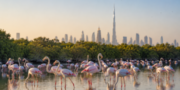 Greater flamingos standing in the Ras Al Khor Wildlife Sanctuary wetlands with mangroves and the Dubai skyline in the distance.
